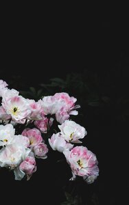 Bloom blossoms nature