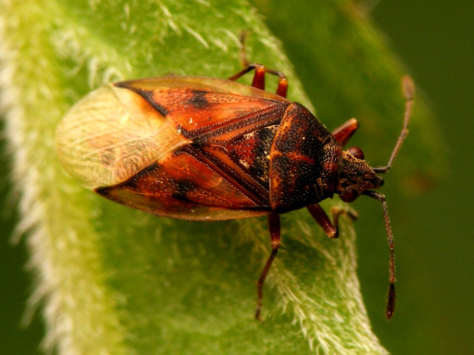 Kleidocerys privignus - Koekange20150705 i495