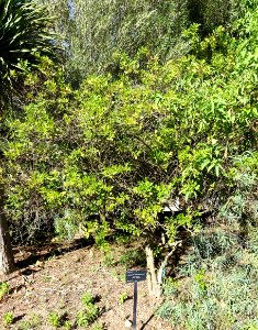 Jasminum odoratissimum - Jardín Botánico de Barcelona - Barcelona, Spain - DSC09037