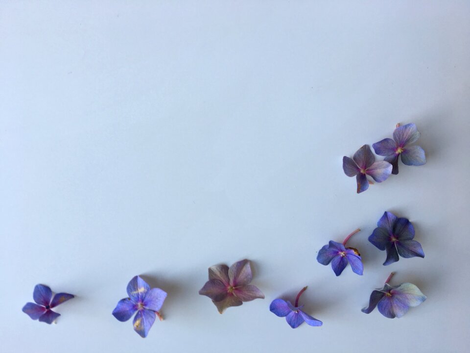 Flower spring summer