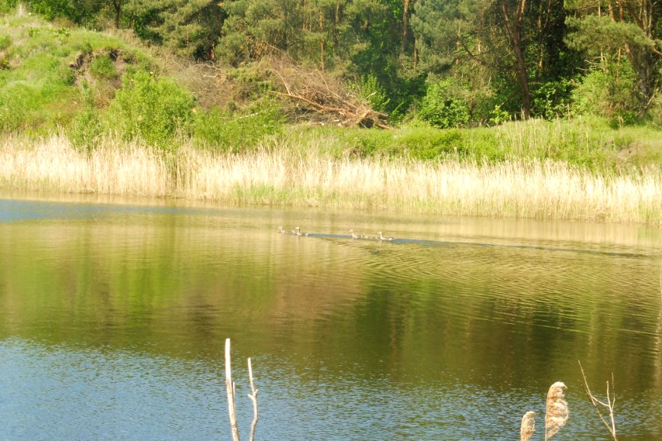Klausheide - Apels Teich - 10