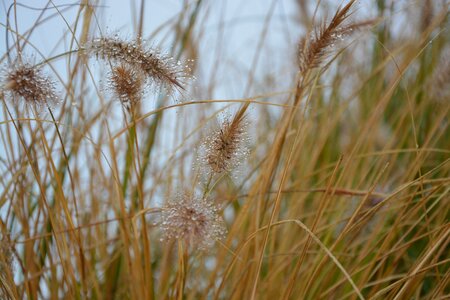 Field herbs water