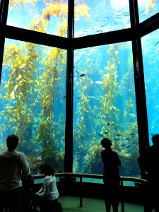 Kelp Forest - MBA - DSC06958