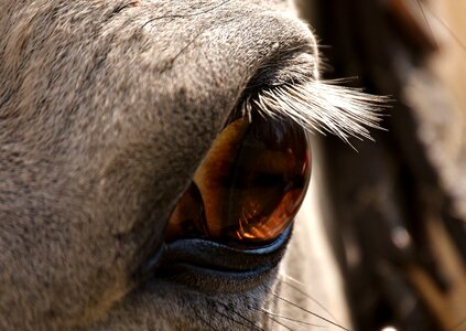 Mold eye close up photo