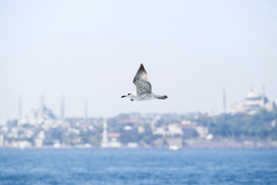 Birds nature animal