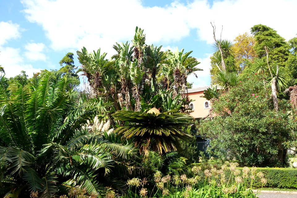 Jardim Botânico Tropical - Lisbon, Portugal - DSC06567