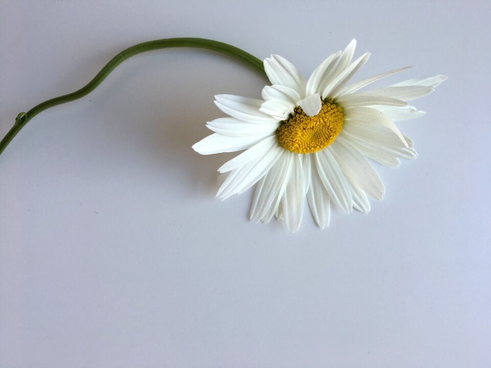 Summer natural petal