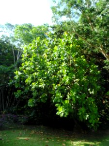 JardinDuRoi32