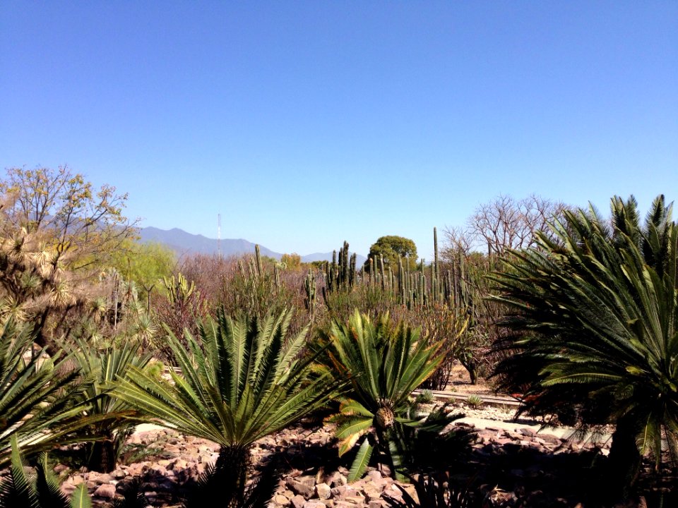 Jardín Etnobotánico de Oaxaca 04