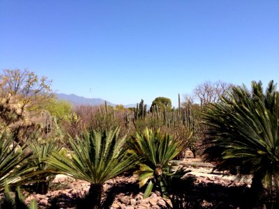 Jardín Etnobotánico de Oaxaca 04