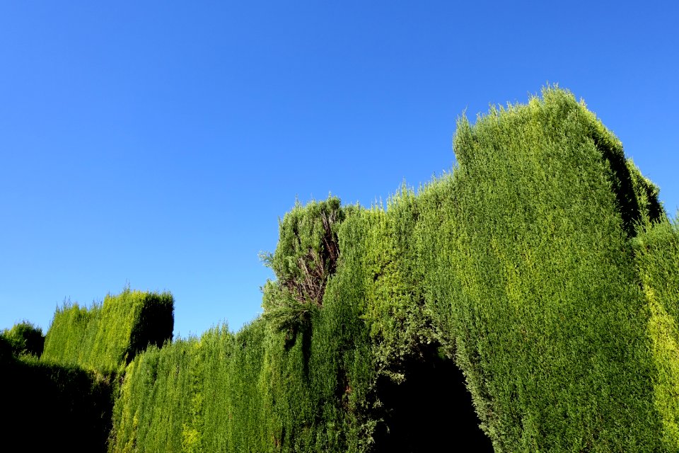Jardines Bajos (Generalife) - Alhambra, Granada, Spain - DSC07746