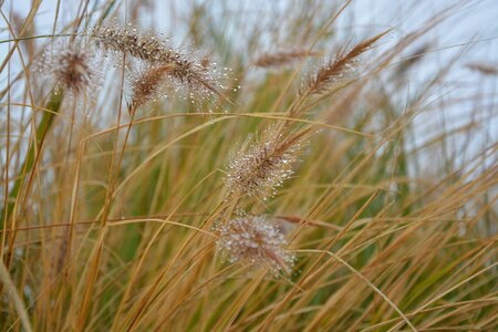 Plants nature plumes