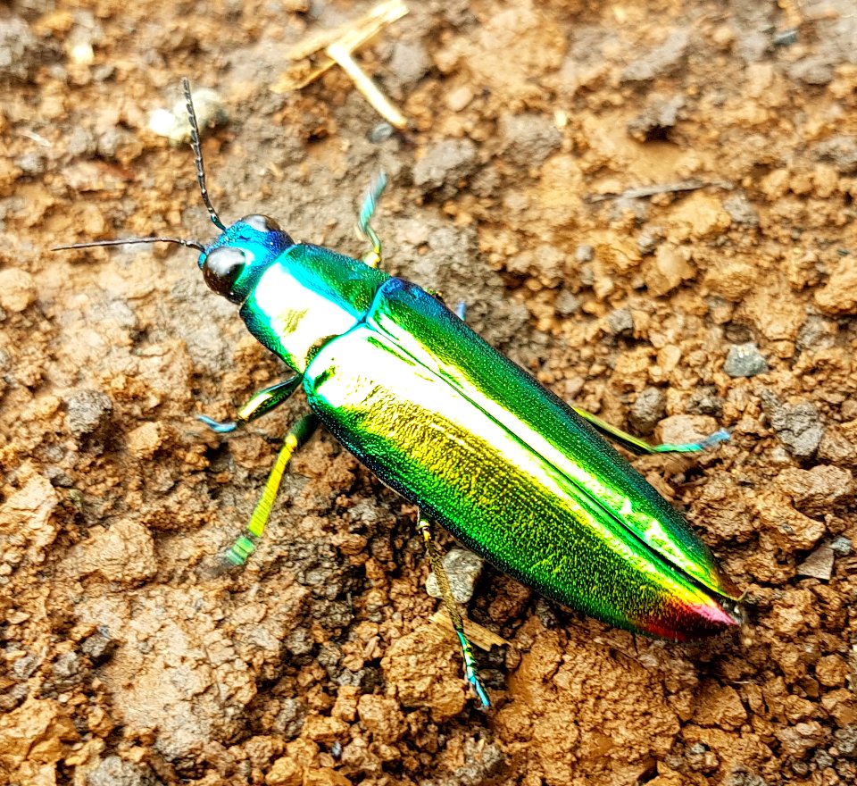 Jewel beetle (Chrysochroa fulminans), Mindanao, Philippines 05