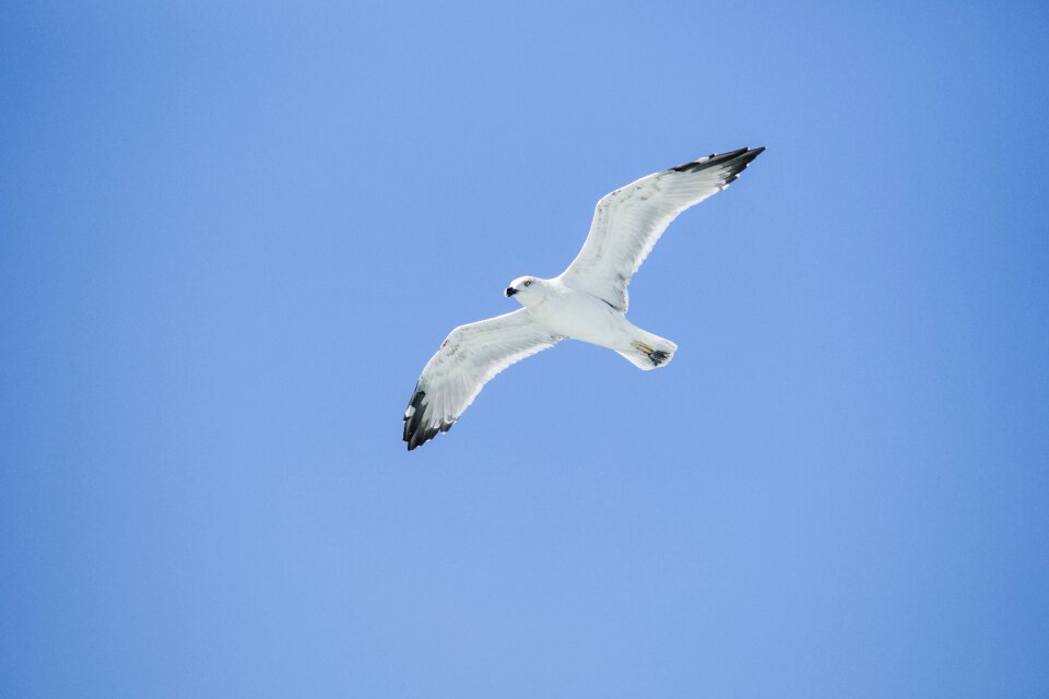 Bird seagull environmental