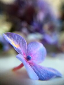 Summer flower macro