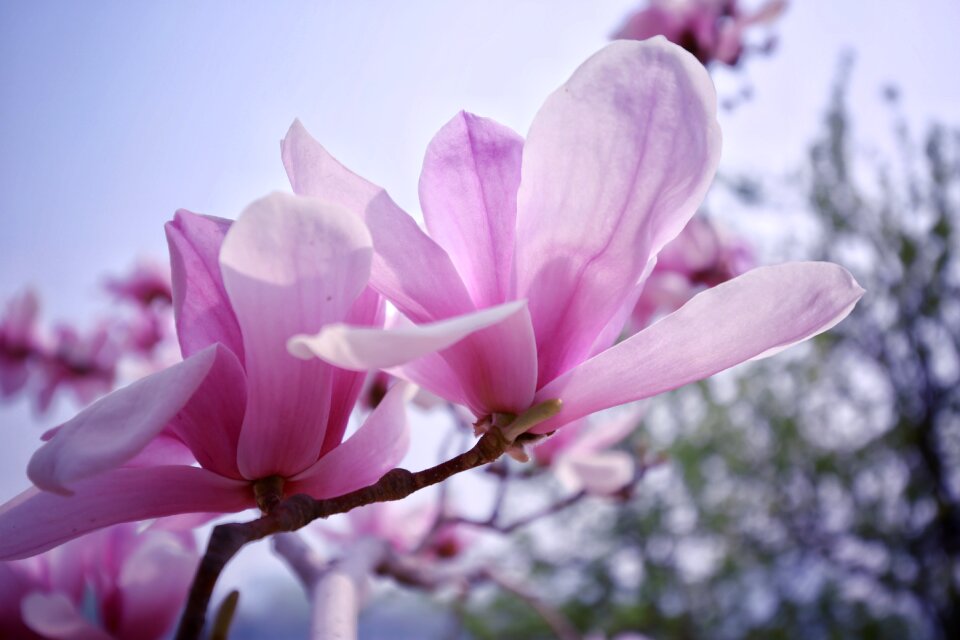 Plant magnolia nature