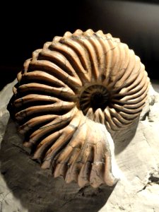 Jeletzkytes nebrascensis, Late Cretaceous, Fox Hills Formation, South Dakota, USA - Houston Museum of Natural Science - DSC01979