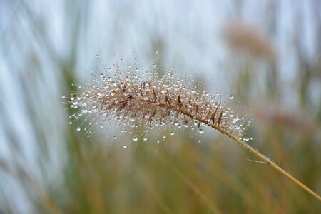 Nature droplets of water décoration jardin