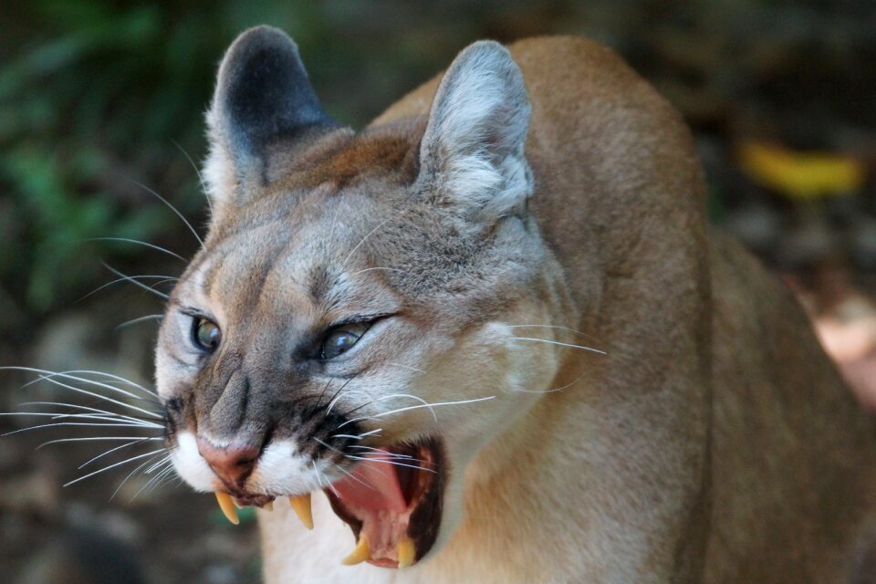 Wildlife nature mountain lion photo