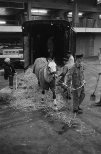 Jumping Amsterdam , voorbereidingen twintig Lipizaner paarden van Spaanse Rijsc, Bestanddeelnr 923-9625