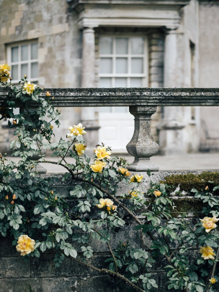 Roses wall outdoor