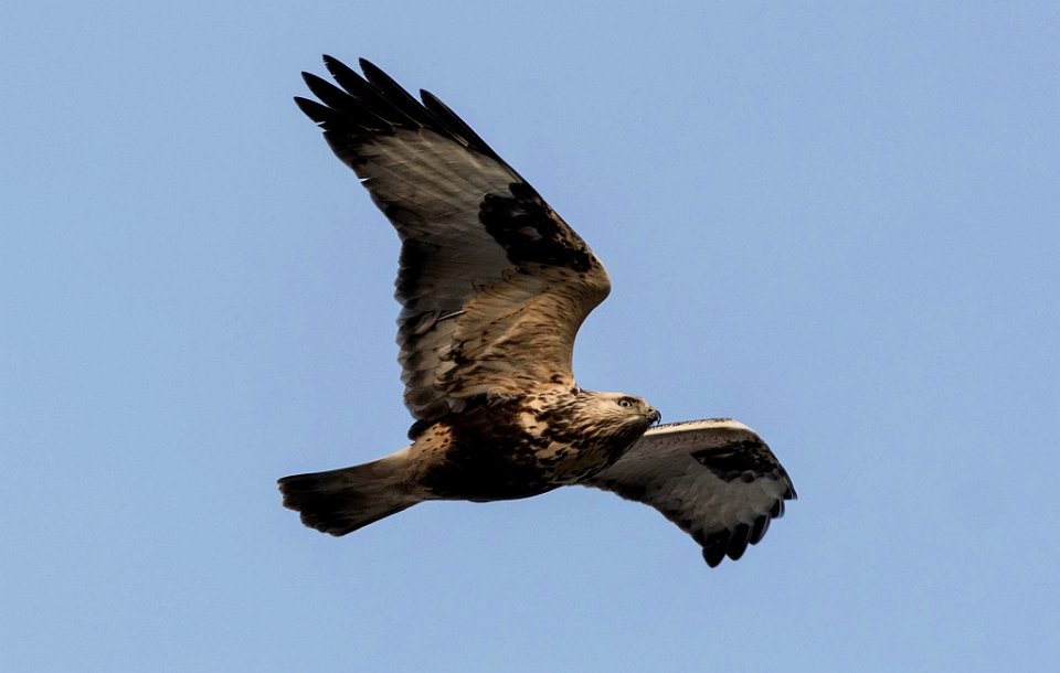 Junger Raufußbussard