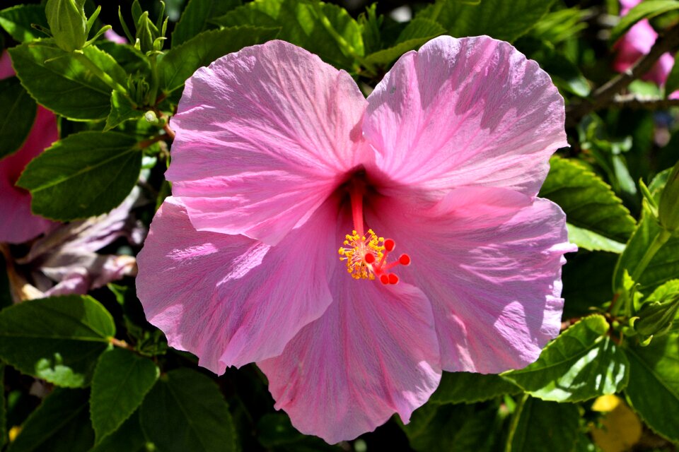 Garden beauty nature