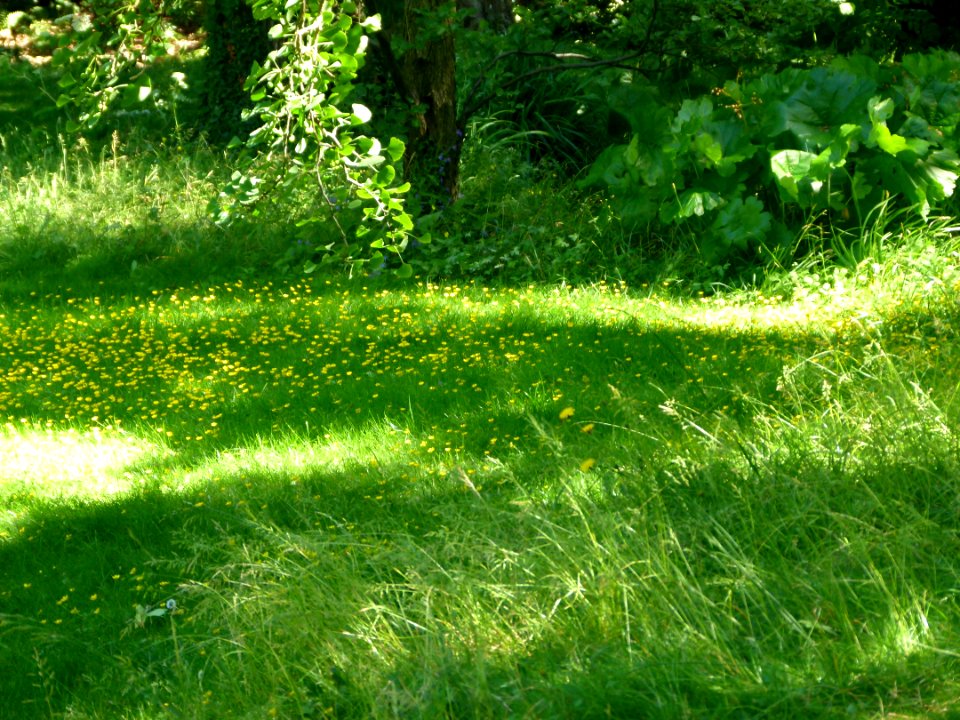 Jardin à l'anglaise - Albert Kahn