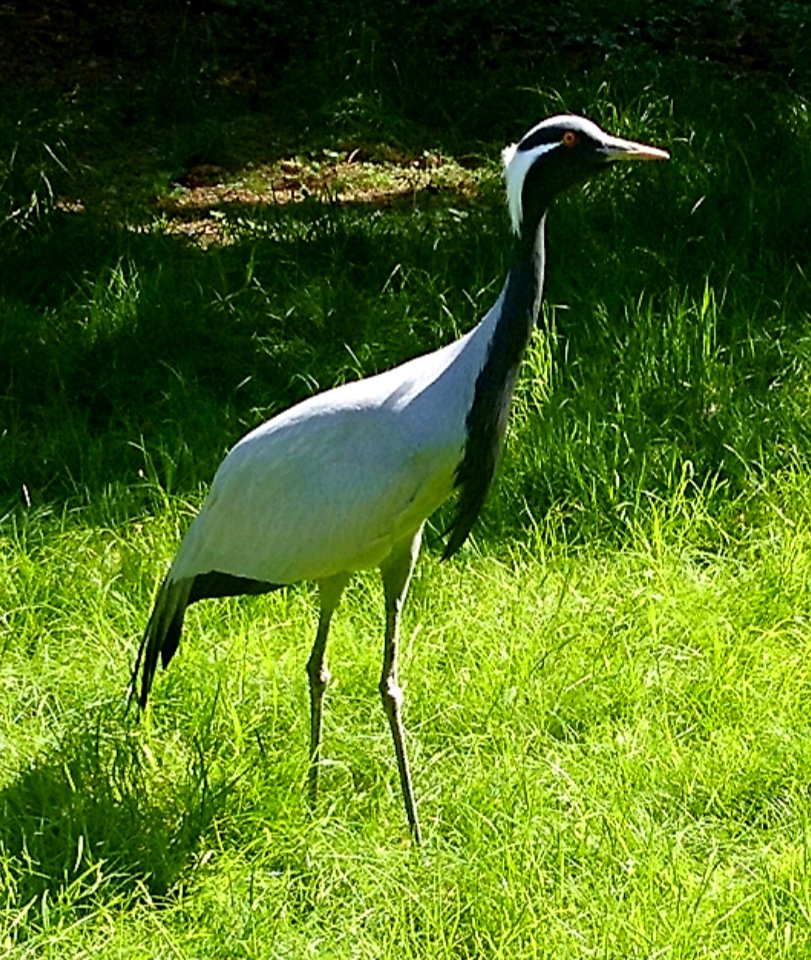 Jungfernkranich (Grus virgo)