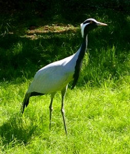 Jungfernkranich (Grus virgo)
