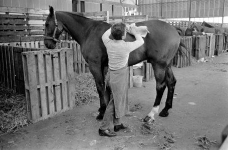 Jumping Amsterdam. Paarden worden losgelopen door verzorgers, Bestanddeelnr 920-8133