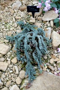 Junellia coralloides - RHS Garden Harlow Carr - North Yorkshire, England - DSC01531