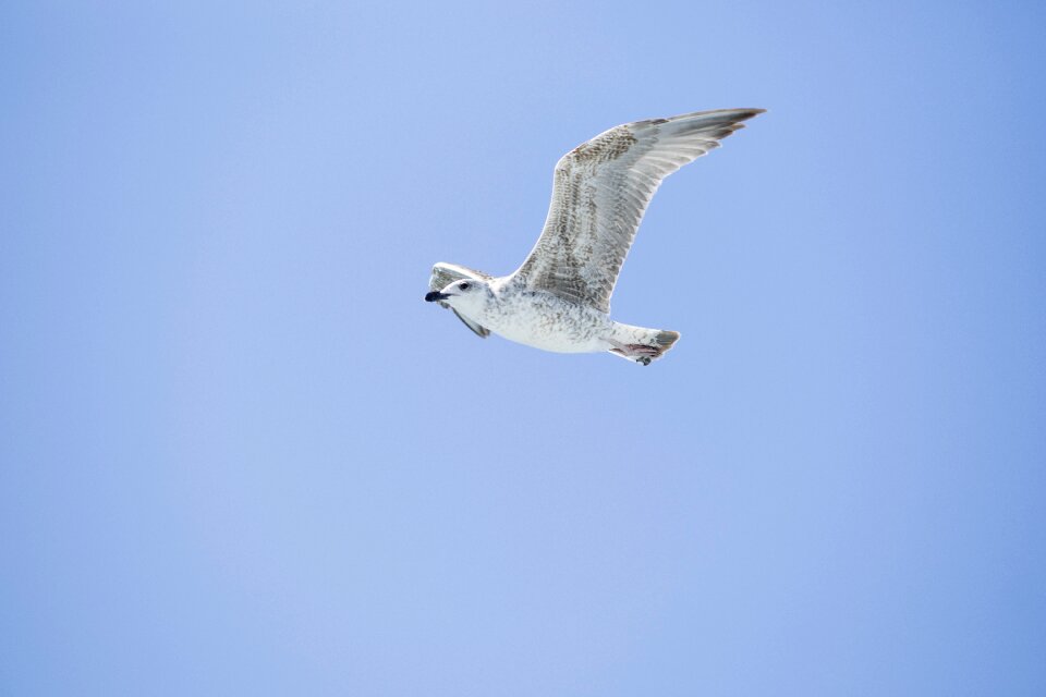 Birds nature animal