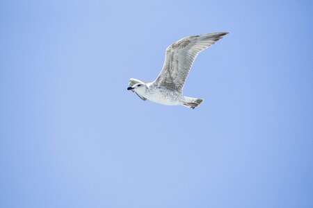 Birds nature animal