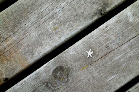 Jetty with small dried star fish photo