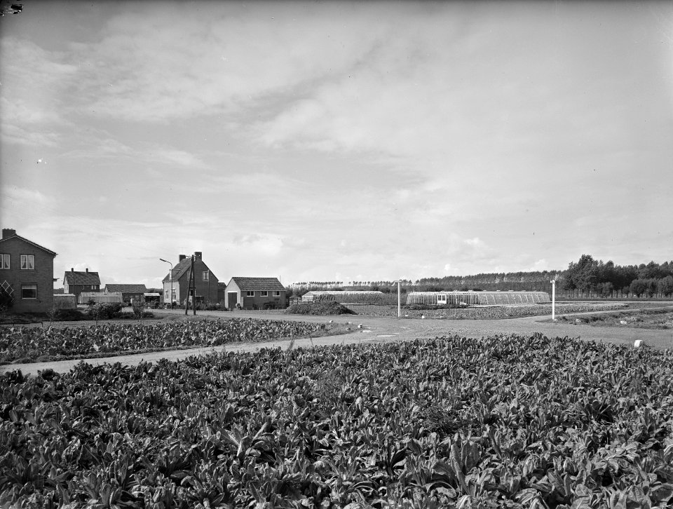 Karakteristieke landschappen, tuinbouwcentra, hoveniersweg, hoven de, Bestanddeelnr 164-0165