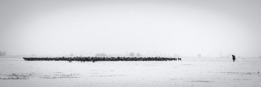 Sheep white cold photo