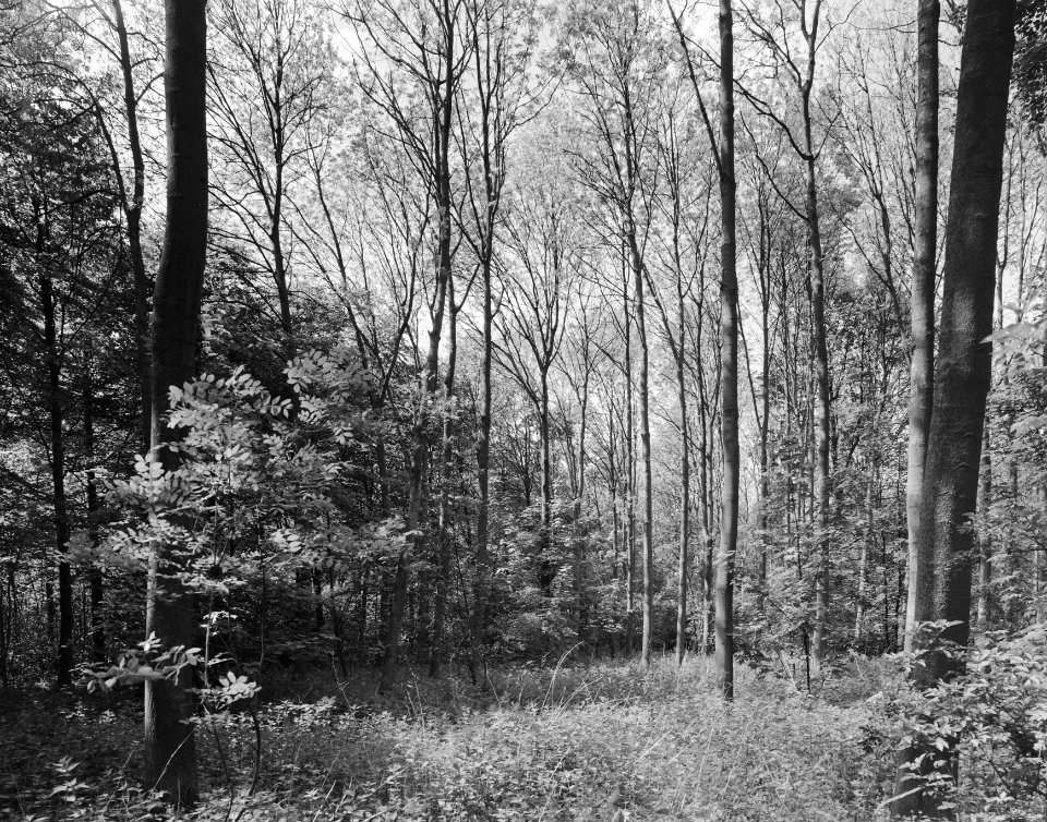 Karakteristieke landschappen, bossen, landgoederen, nieuwersluis, over-holland, Bestanddeelnr 164-0308