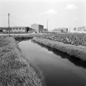 Karakteristieke landschappen, tuinbouwcentra, erica, Bestanddeelnr 164-0251