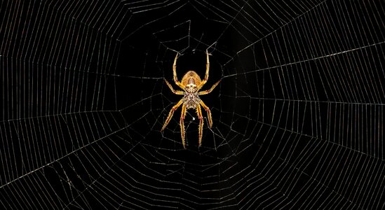 Insect arachnid colombia