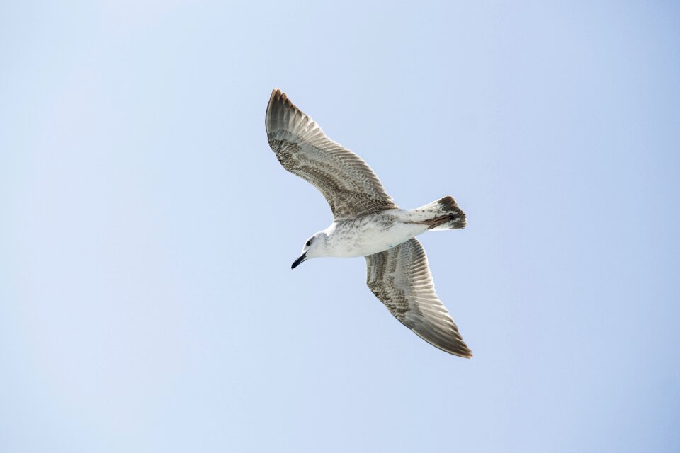 Bird seagull environmental
