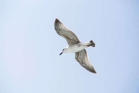 Bird seagull environmental photo