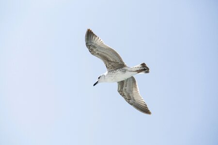 Bird seagull environmental