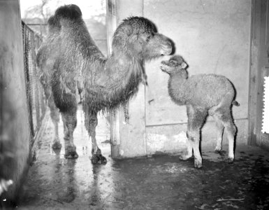 Kamelenjong geboren in Artis, Bestanddeelnr 907-6763