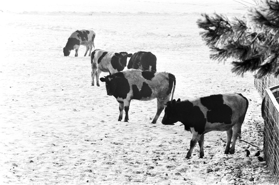 Koeien in de wei in sneeuw langs Amstel bij Amsterdam, Bestanddeelnr 924-1454