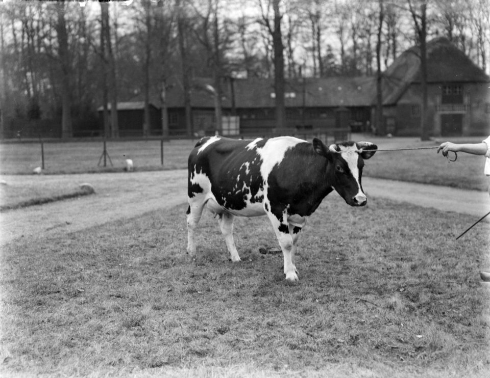 Koe bij de modelboerderij Hofstede Oud-Bussem, Bestanddeelnr 252-0413