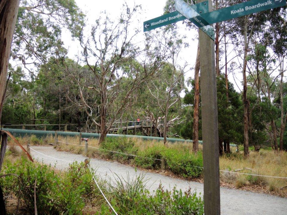 Koala Conservation Centre (7 January 2020) 03