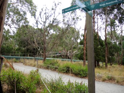 Koala Conservation Centre (7 January 2020) 03