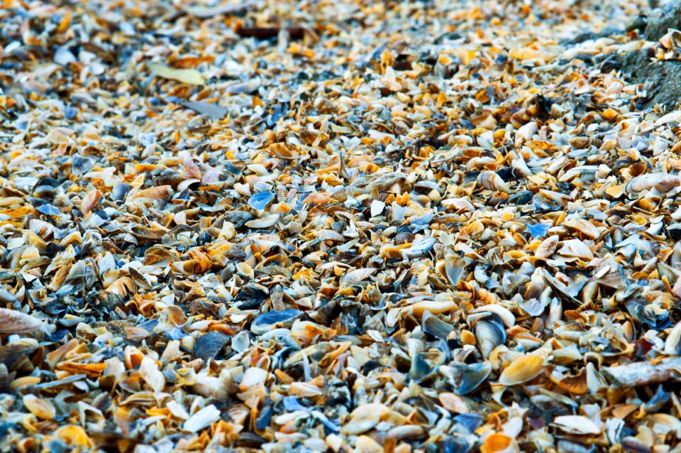 Sea shore the coastline of the