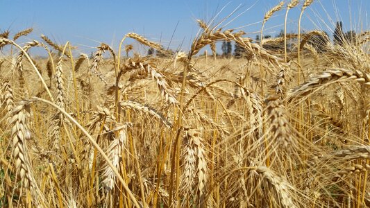 Wheat yellow summer